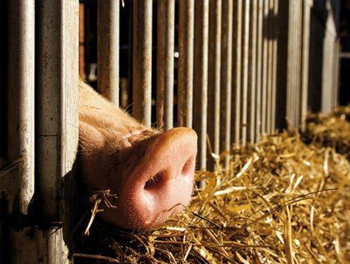 豬在低衛(wèi)生條件下的次優(yōu)生長性能可以通過調(diào)整飼糧來部分補償