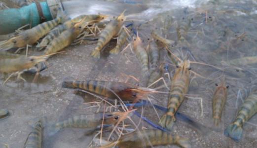 u=2866221560，2817991048&fm=26&gp=0