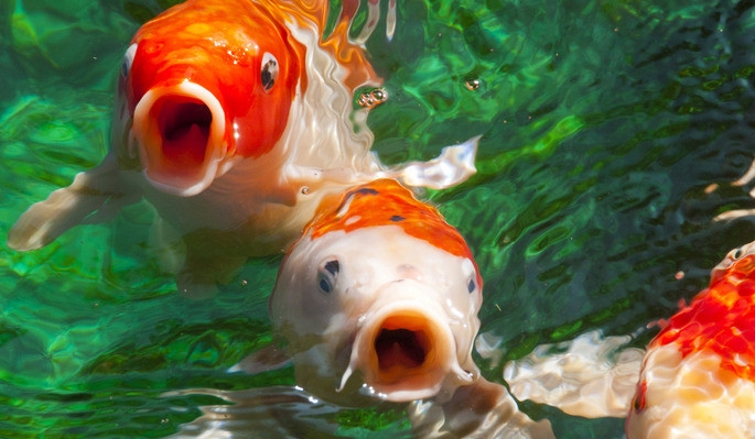 甜菜堿對(duì)鯉魚誘食促生長