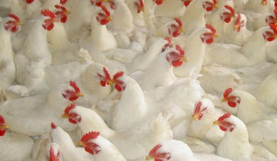 復(fù)合甜菜堿的用途