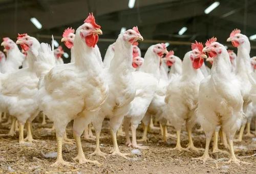 u=3563702418，3541813993&fm=26&gp=0