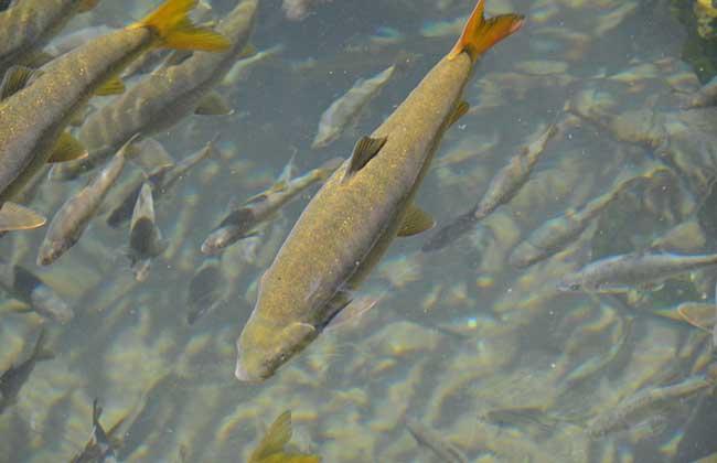 src=http___www.qnong.com.cn_uploadfile_2015_0607_20150607034132954&refer=http___www.qnong.com.jpg src=http___www.qnong.com.cn_uploadfile_2015_0607_20150607034132954&refer=http___www.qnong.com.jpg