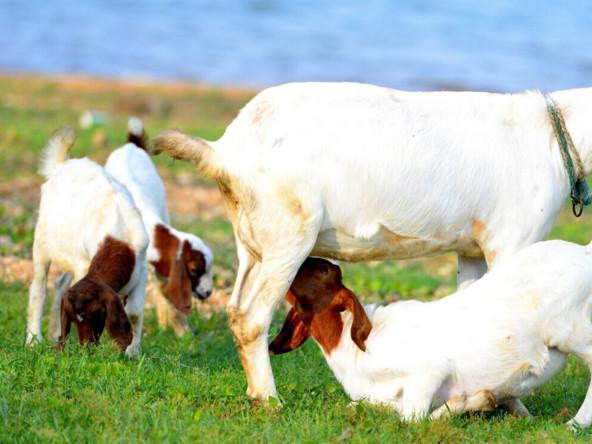 甜菜堿對動物具備什么功效？