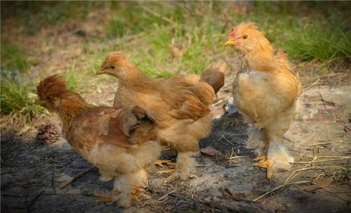 甜菜堿在飼料中的應(yīng)用