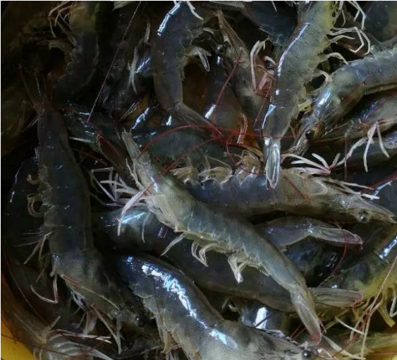 飼料中加甜菜堿有什么功效？