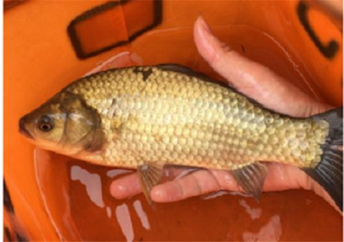 u=1925269935，1447690219&fm=26&gp=0