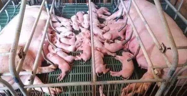 甜菜堿對豬有什么作用？