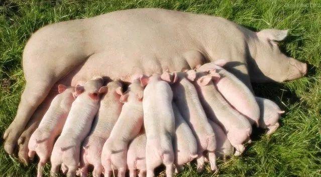 甜菜堿對母豬的作用機(jī)制