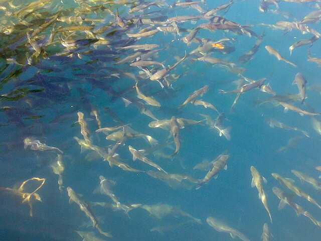 水產(chǎn)飼料甜菜堿的作用是什么？