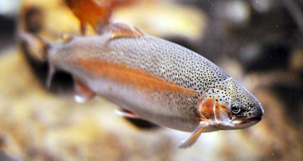 水產(chǎn)專用飼料添加劑