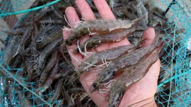 u=1296080953，1976525940&fm=173&s=49D22CC0405241D682AD2C9A03009081&w=640&h=360&img