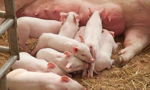 u=1480664842，3352558892&fm=15&gp=0