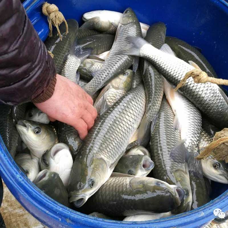 甜菜堿在水產(chǎn)中應(yīng)用【海爾?！? /></a></dt>
                        <dd>
                            <h3><a href=