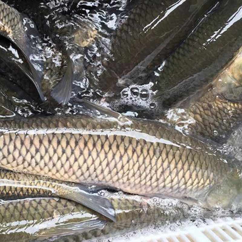 甜菜堿在水產上應用