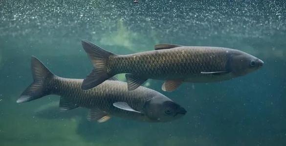 魚(yú)飼料里面有添加劑甜菜堿