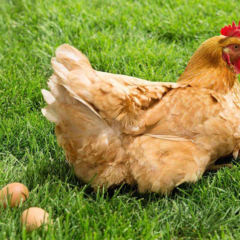 甜菜堿在蛋雞中的應(yīng)用【海爾?！? /></a></dt>
                        <dd>
                            <h3><a href=