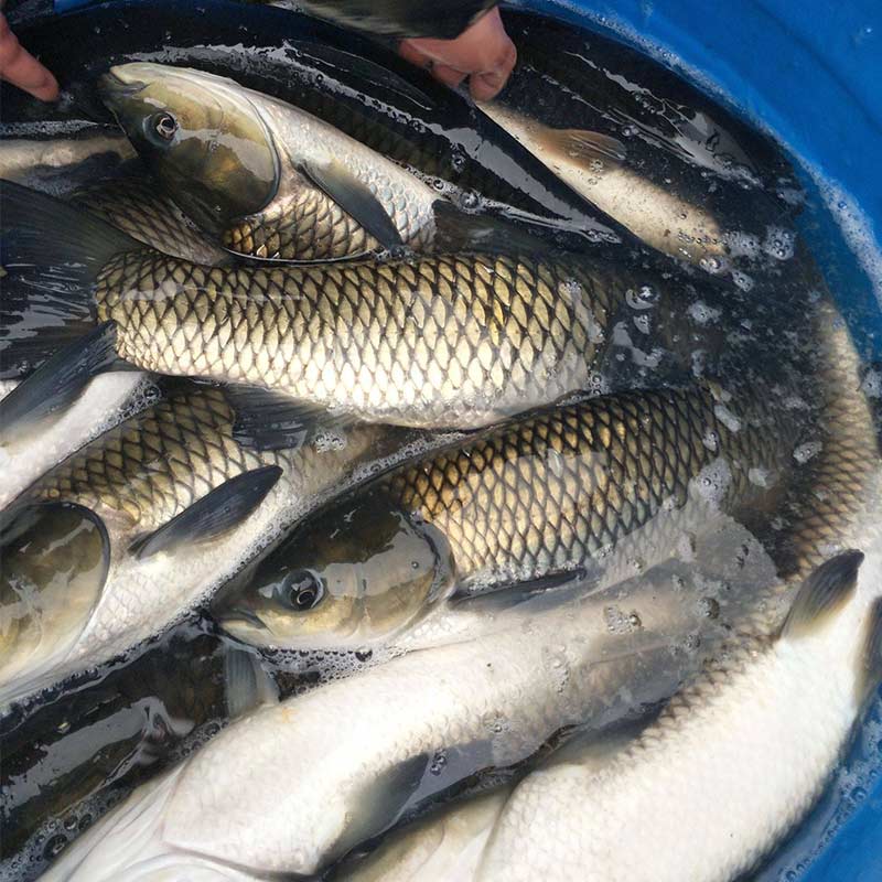 水產(chǎn)用甜菜堿【海爾?！? /></a></dt>
                        <dd>
                            <h3><a href=