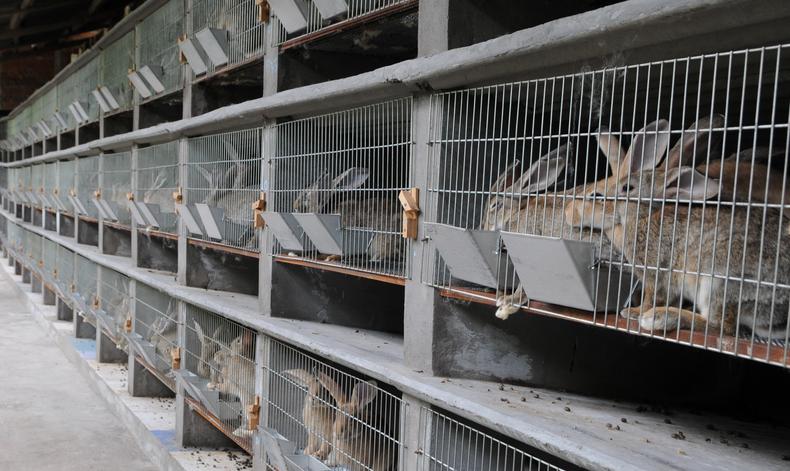 甜菜堿在養(yǎng)兔中應(yīng)用