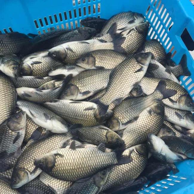 魚類甜菜堿【海爾?！? /></a></dt>
                        <dd>
                            <h3><a href=