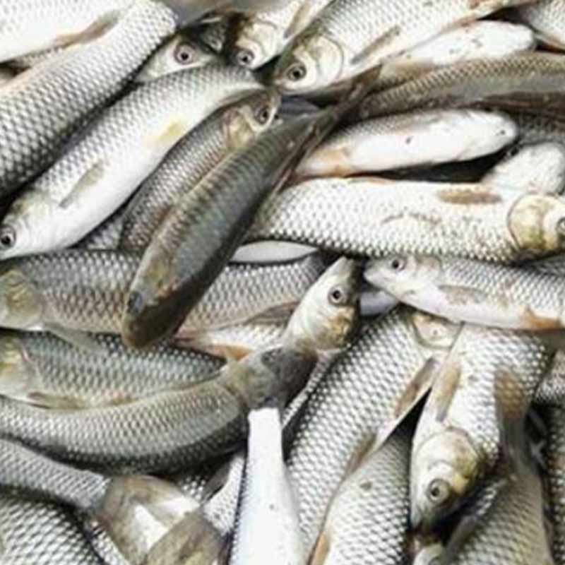 甜菜堿魚用【海爾?！? /></a></dt>
                        <dd>
                            <h3><a href=