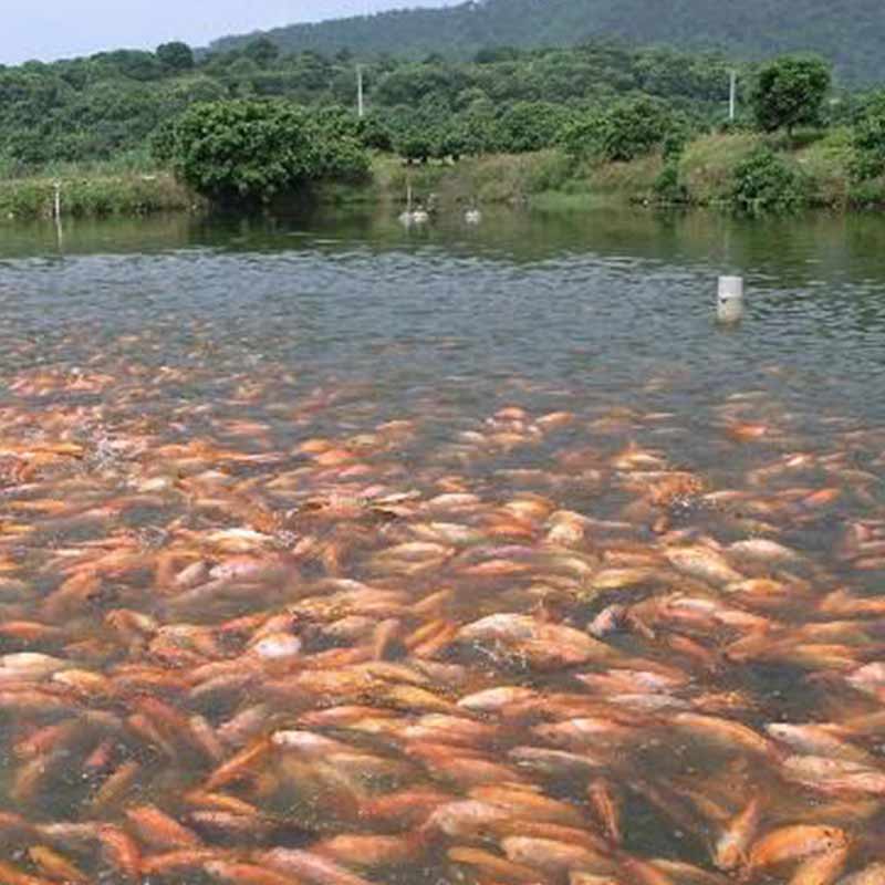 甜菜堿喂魚【海爾?！? /></a></dt>
                        <dd>
                            <h3><a href=