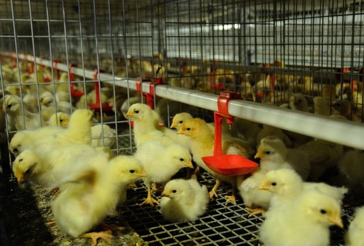 甜菜堿喂蛋雞【海爾?！? /></a></dt>
                        <dd>
                            <h3><a href=