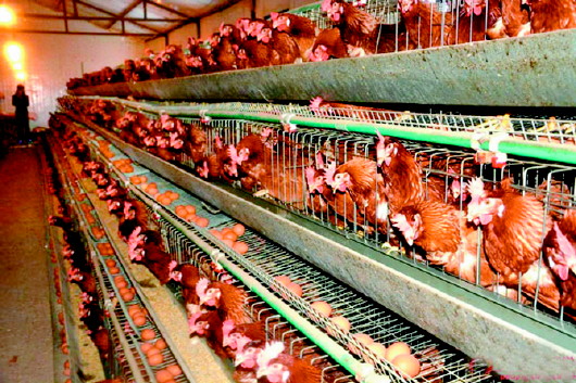 甜菜堿雞蛋【海爾?！? /></a></dt>
                        <dd>
                            <h3><a href=