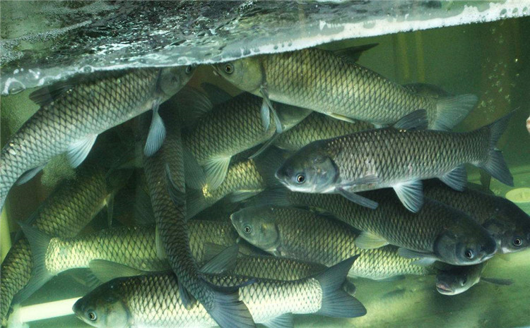 甜菜堿對(duì)魚【海爾?！? /></a></dt>
                        <dd>
                            <h3><a href=