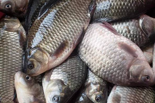 魚體甜菜堿【海爾?！? /></a></dt>
                        <dd>
                            <h3><a href=