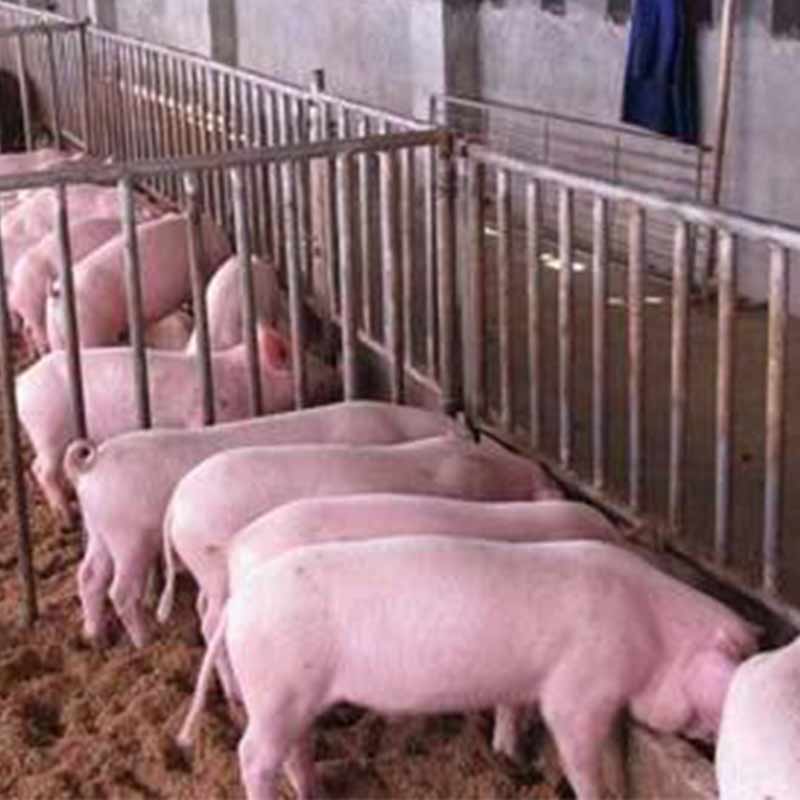 甜菜堿在豬【海爾?！? /></a></dt>
                        <dd>
                            <h3><a href=