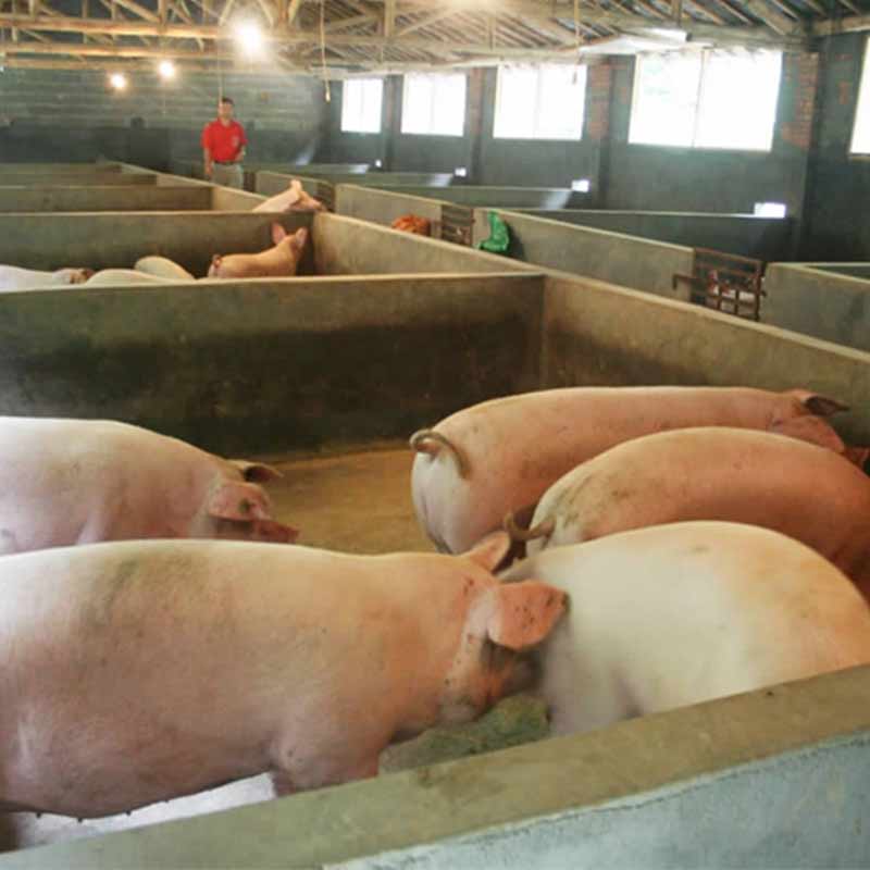 甜菜堿與豬【海爾?！? /></a></dt>
                        <dd>
                            <h3><a href=