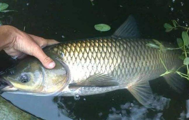 草魚甜菜堿【海爾?！? /></a></dt>
                        <dd>
                            <h3><a href=