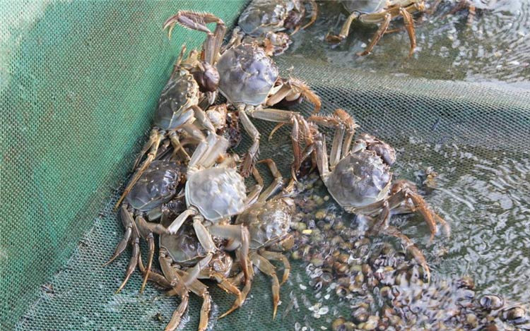 螃蟹用甜菜堿【海爾?！? /></a></dt>
                        <dd>
                            <h3><a href=