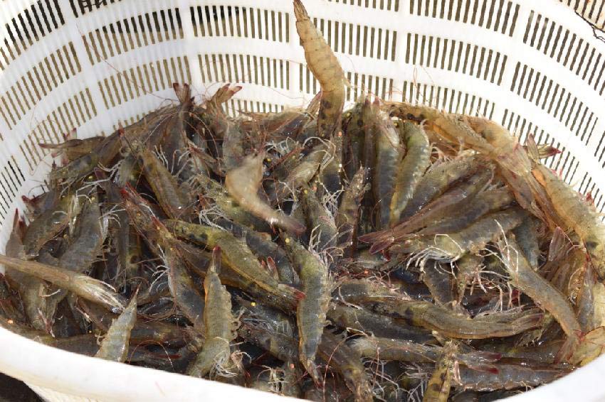 無水甜菜堿對水產(chǎn)養(yǎng)殖的作用【海爾?！? /></a></dt>
                        <dd>
                            <h3><a href=