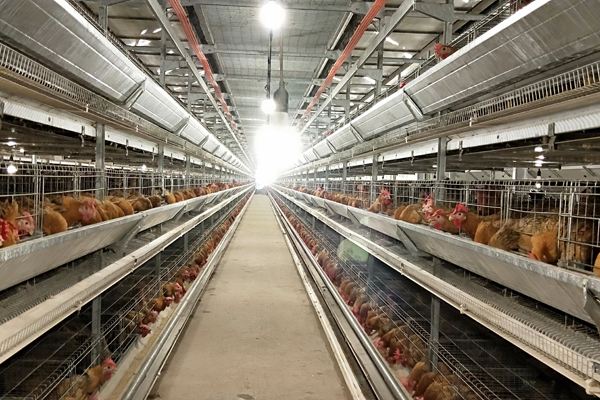 甜菜堿在飼料添加中有什么功效？