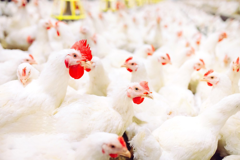 903218514165497909 903218514165497909