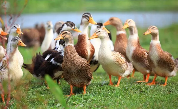 u=3904087968，3276943738&fm=253&fmt=auto&app=138&f=JPEG