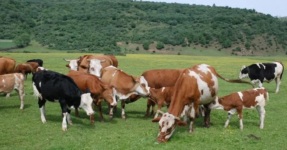 u=3674887731，1571889058&fm=253&fmt=auto&app=138&f