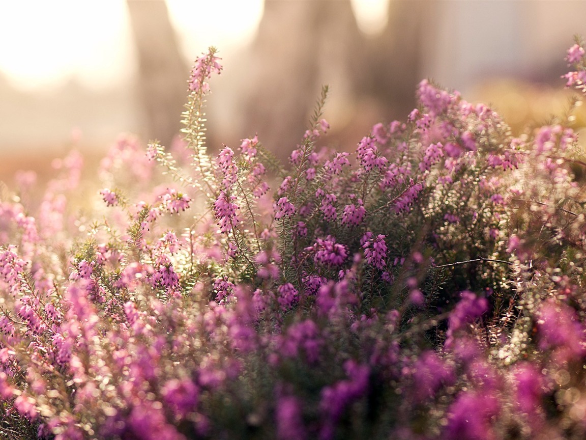 甜菜堿：植物成長(zhǎng)的奇妙加強(qiáng)劑，增強(qiáng)抗逆性的關(guān)鍵