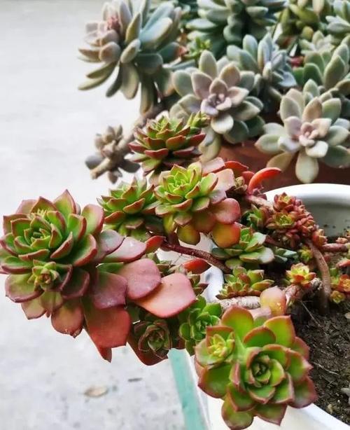 光合魔法，重燃生機(jī)！甜菜堿植物生長(zhǎng)調(diào)節(jié)劑的神奇力量