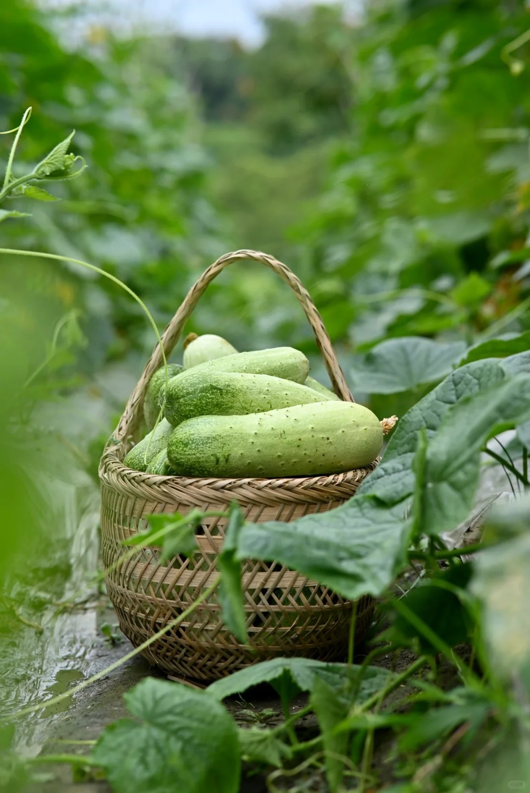 甜菜堿的應(yīng)用有助于實現(xiàn)農(nóng)業(yè)的可持續(xù)發(fā)展。