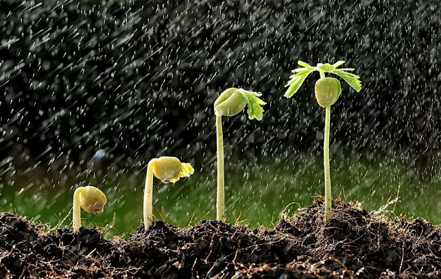 植物生長劑——氯化膽堿