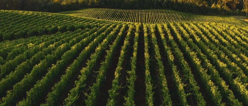 甜菜堿在葡萄種植中的作用