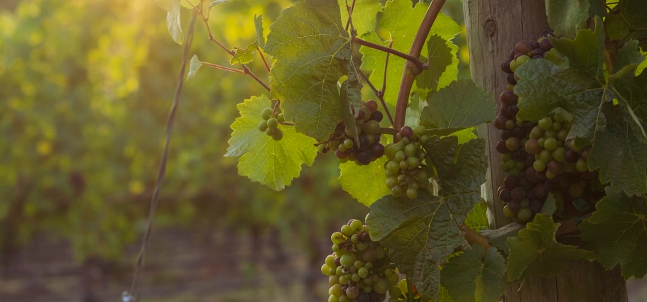 甜菜堿在葡萄種植中的作用 甜菜堿在葡萄種植中的作用