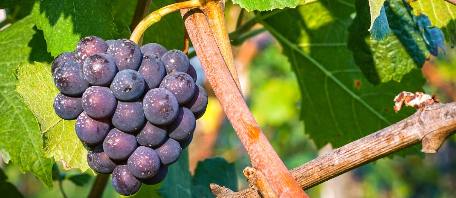 甜菜堿在葡萄種植中的作用 甜菜堿在葡萄種植中的作用