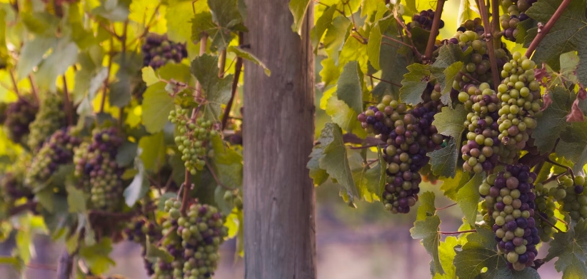 甜菜堿在葡萄種植中的作用 甜菜堿在葡萄種植中的作用