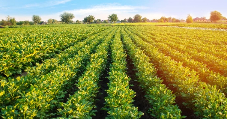 甜菜堿在農(nóng)業(yè)上的用法用量