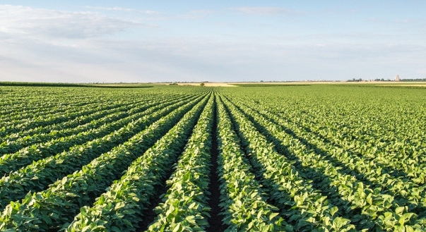 甜菜堿在農(nóng)業(yè)上的用法用量