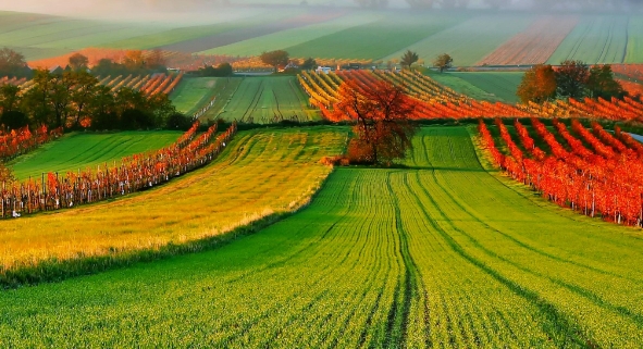 甜菜堿在農(nóng)業(yè)上的用法用量