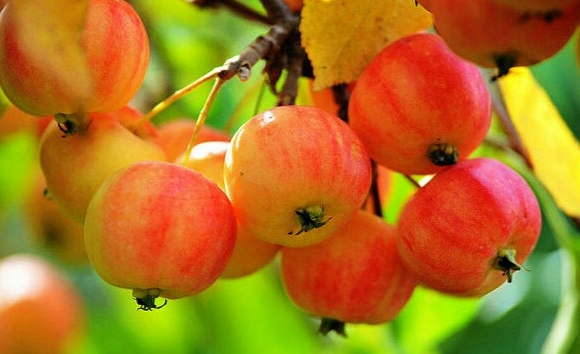 甜菜堿如何保障果實(shí)品質(zhì)